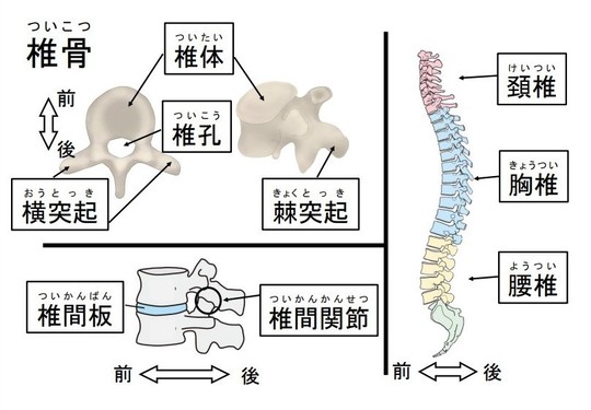 全身の骨格 － 脊柱 - 名古屋市西区の椎間板ヘルニア・腰痛整体 AandK Therapy Studio