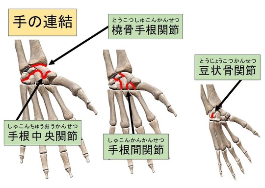 骨の連結 - 手の連結 - 名古屋市西区の椎間板ヘルニア・腰痛整体 ...
